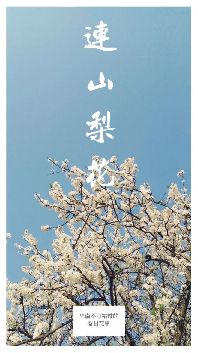 梨花原木_佐佐木梨花_梨花木的作用和功效