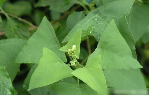 三角草的春天_三角草的春天恐怖吗_三角草都春天