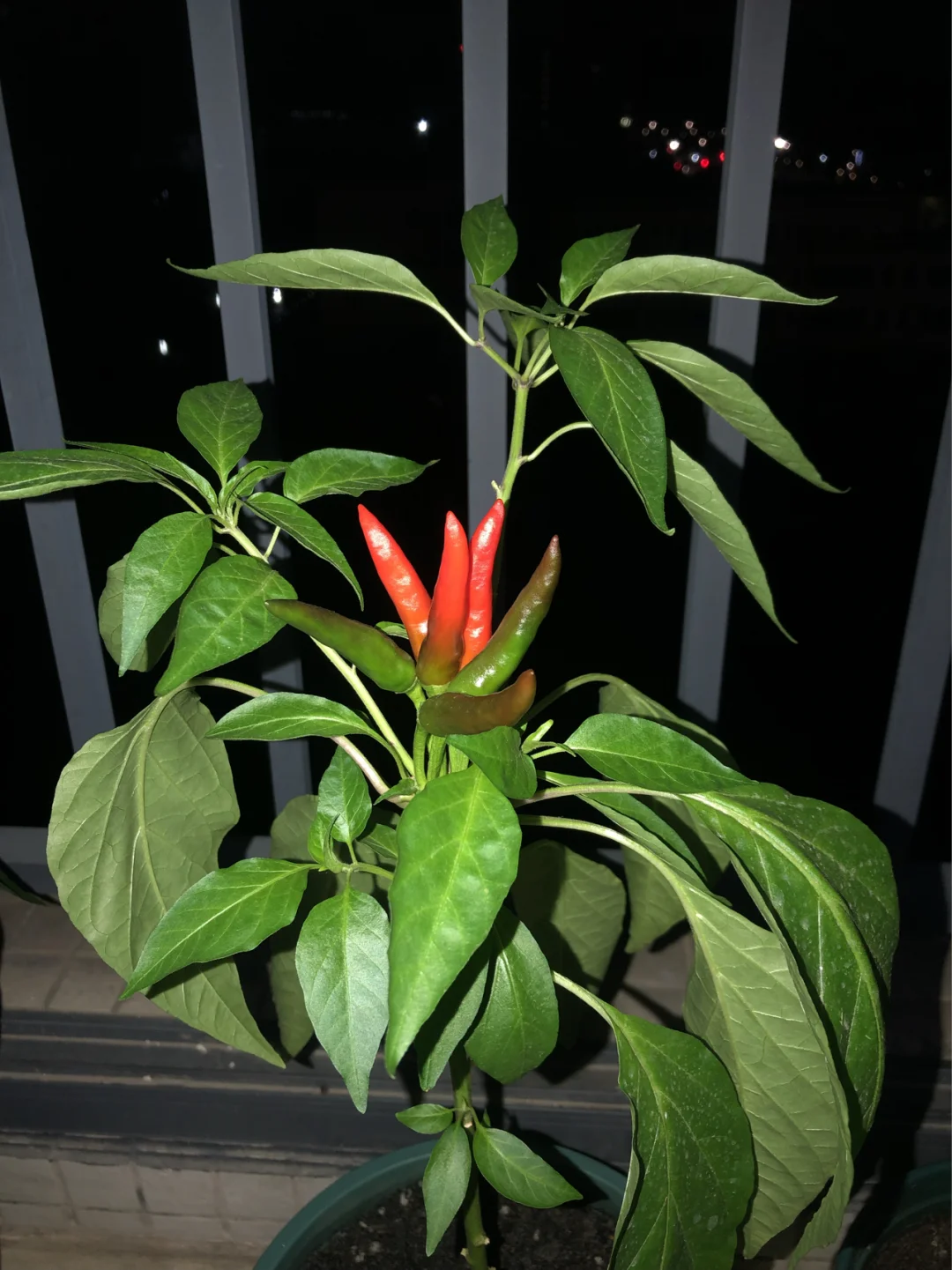 小辣椒·波兹_波辣椒油怎么做_小辣椒波兹演员