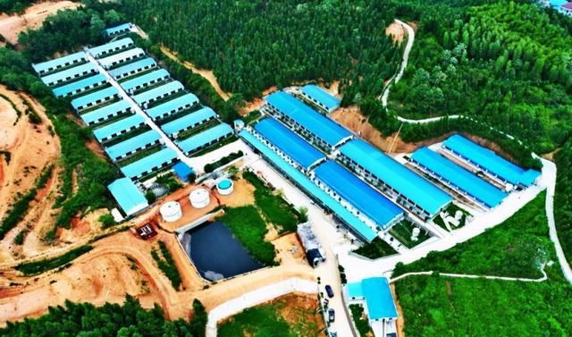 菠萝吹雪_菠萝吹雪经典语录_菠萝吹雪和梨花诗