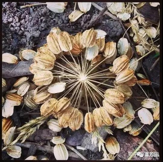 夏尔飞鸟的故事原版_飞鸟夏尔格林童话_夏尔飞鸟