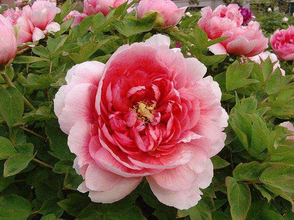花琉璃在线_浮生醉之琉璃花_般若琉璃花txt