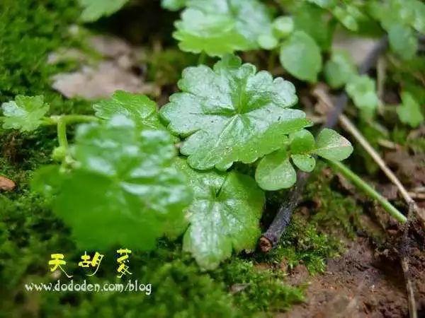 克鲁鲁采佩西_克鲁鲁采佩西的经典台词_克鲁鲁采佩西新造型