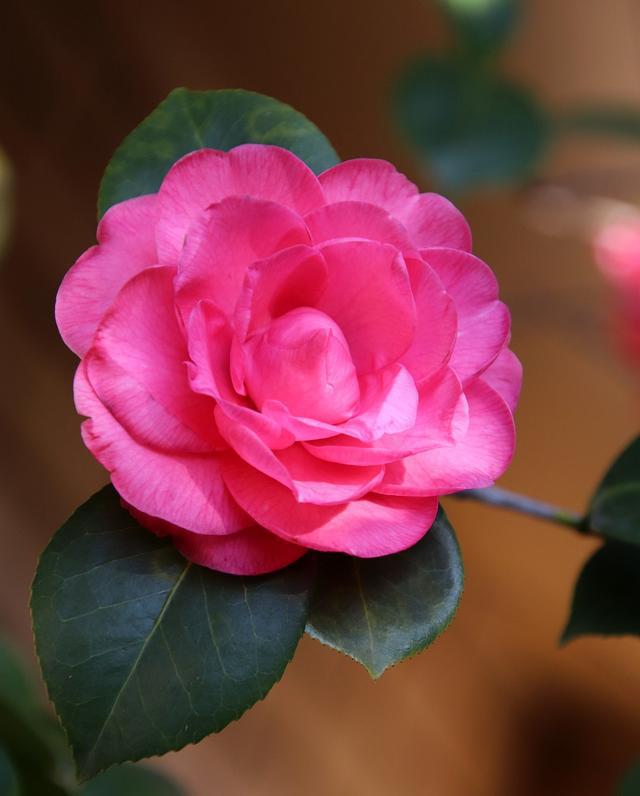 赪桐_赪桐_桐组词