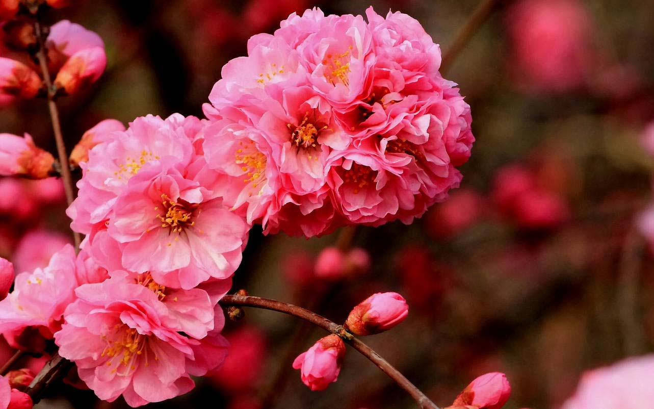 樱花开放的季节_樱花开放季节是几月份_樱花开了