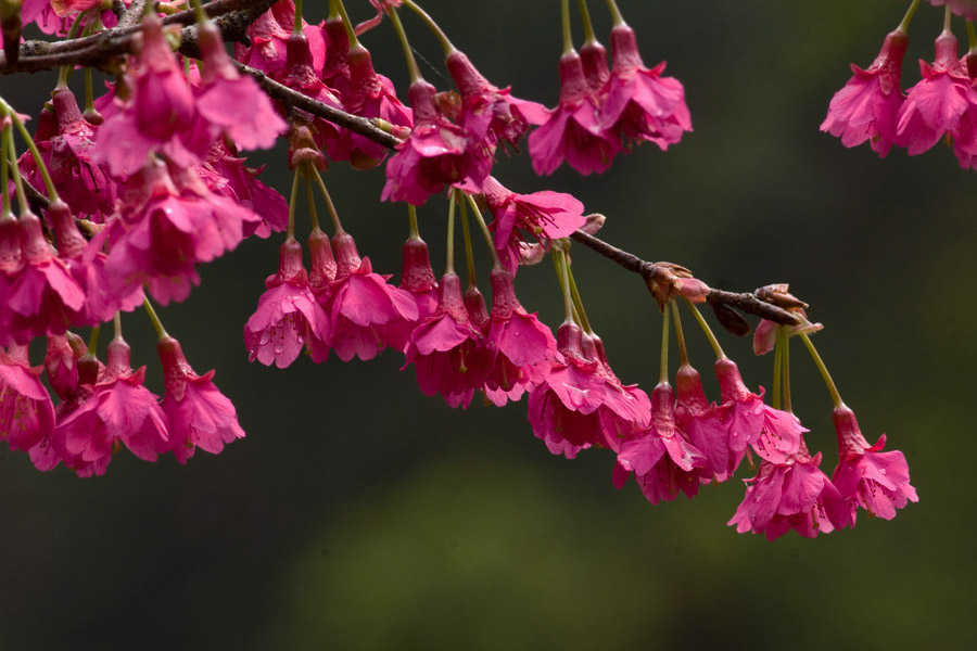 樱花开放的季节_樱花开放季节是几月份_樱花开了