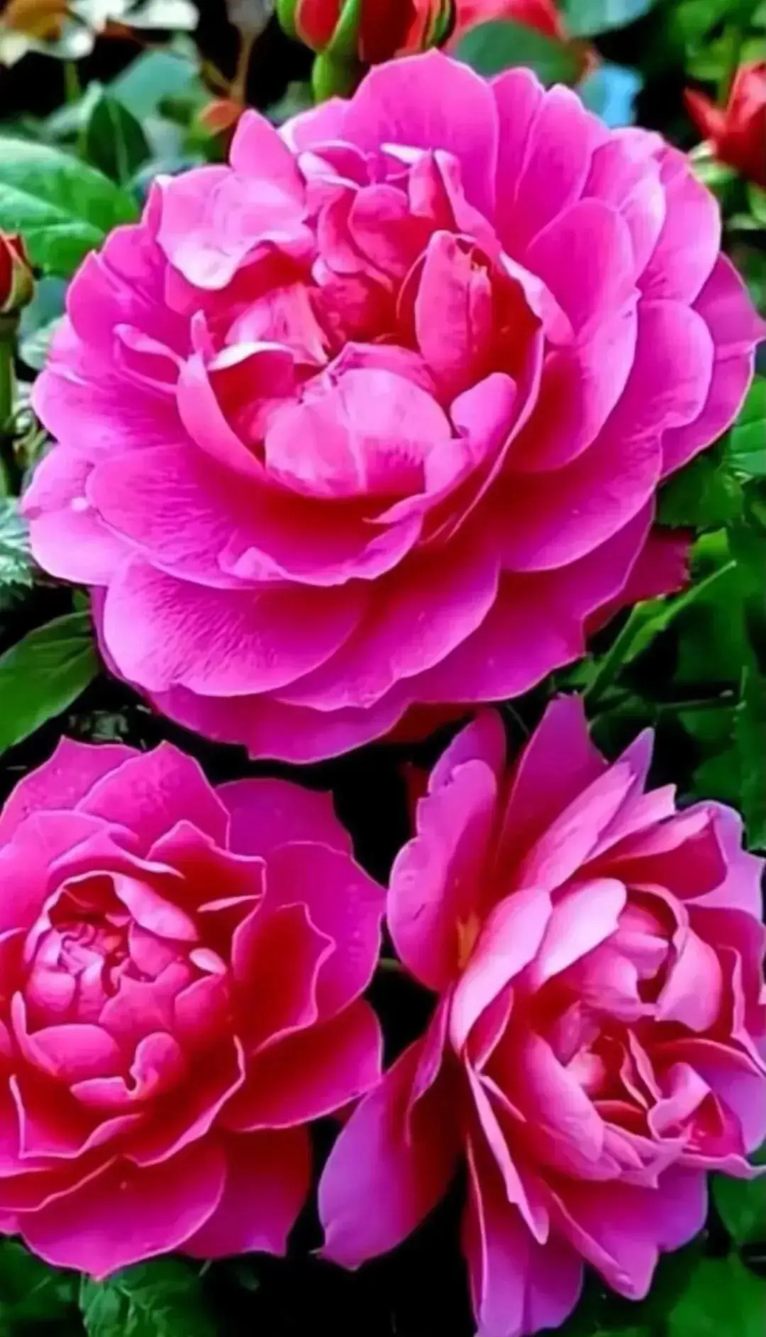 云南傣族图片_傣族图片绘画_傣族图片