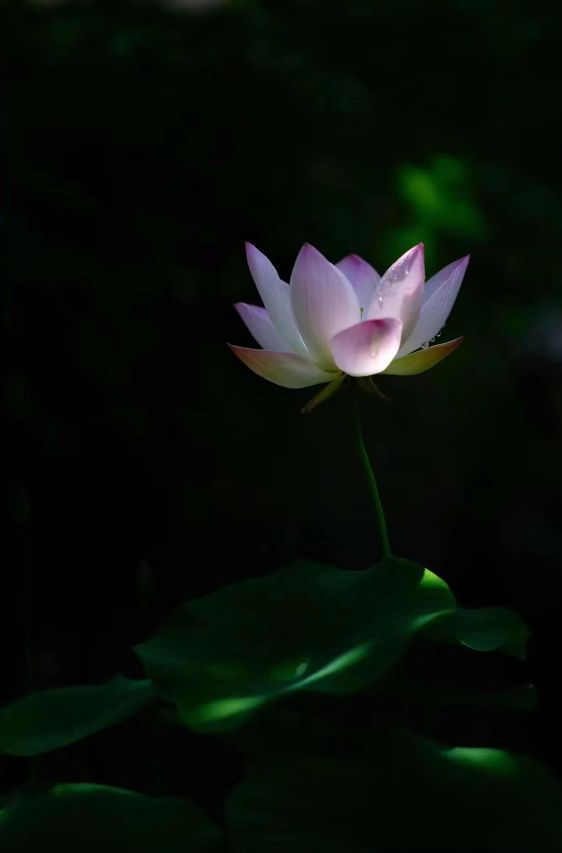 夏爱和_夏爱华_爱夏