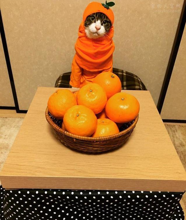 油管网_油管网官网网址_油管网页版