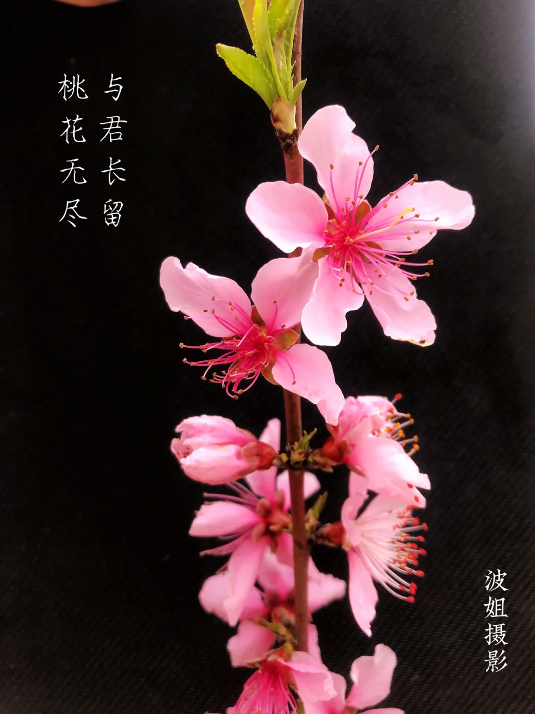 有川姬_姬天道_姬小菊