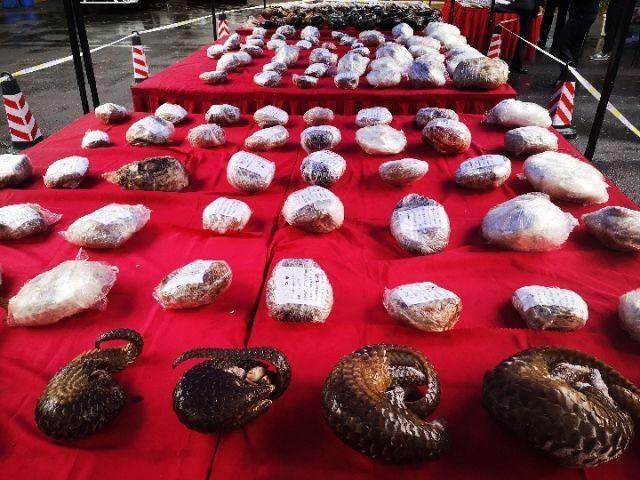 小食蚁兽_食蚁兽好吃吗_食蚁兽兽