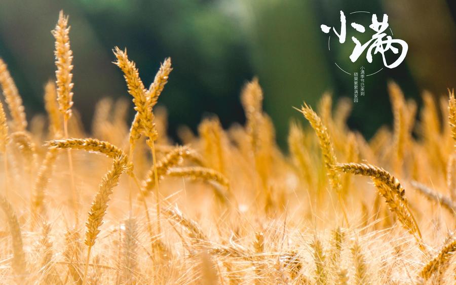 节气小满的来历_节气有小满没大满吗_小满之后的下一个节气