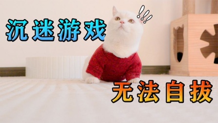 不玩手机就能喂猫的游戏_猫能玩儿的手机游戏_猫就能玩手机游戏的软件