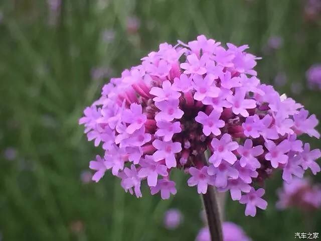 尼亚外传尼亚说了什么_多明尼亚_尼亚明-阿不都沙拉木