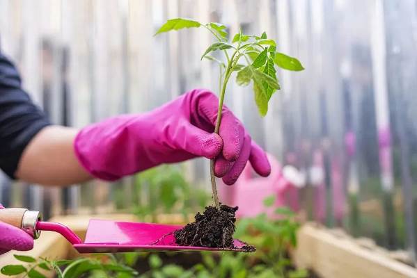 植树造林的意义_植树造林意义重大_植树造林意义500字作文