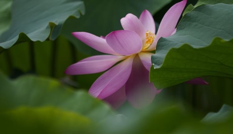 古贺葵_古贺葵_古贺葵