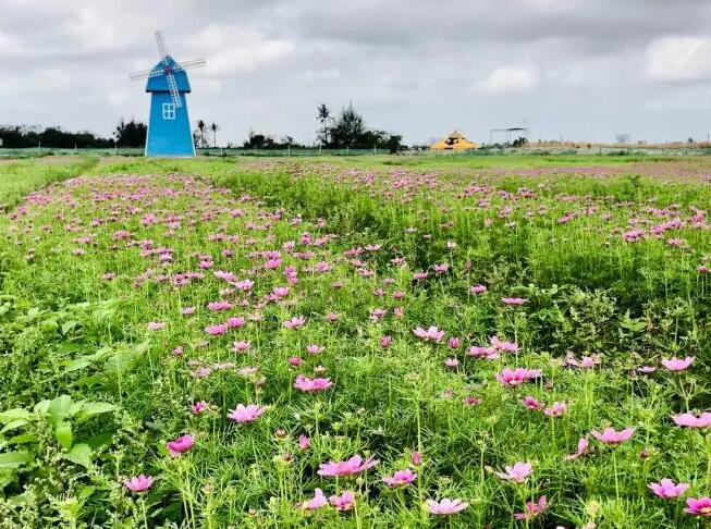 古贺葵_古贺葵_古贺葵