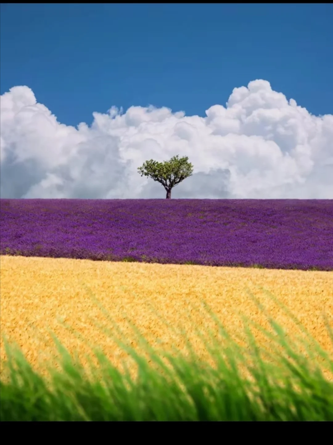 视频转换中文_中文(简体)-视频_视频简体中文怎么弄