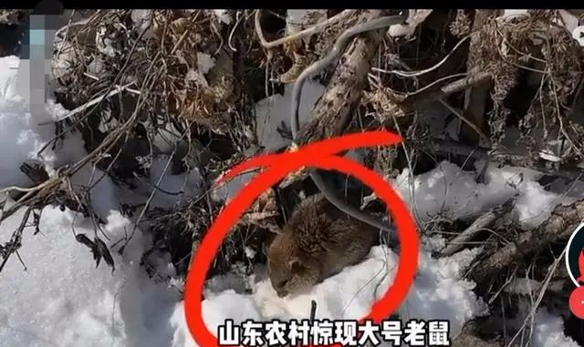 放下打游戏的手机_手机玩游戏的app_手机玩大型游戏app