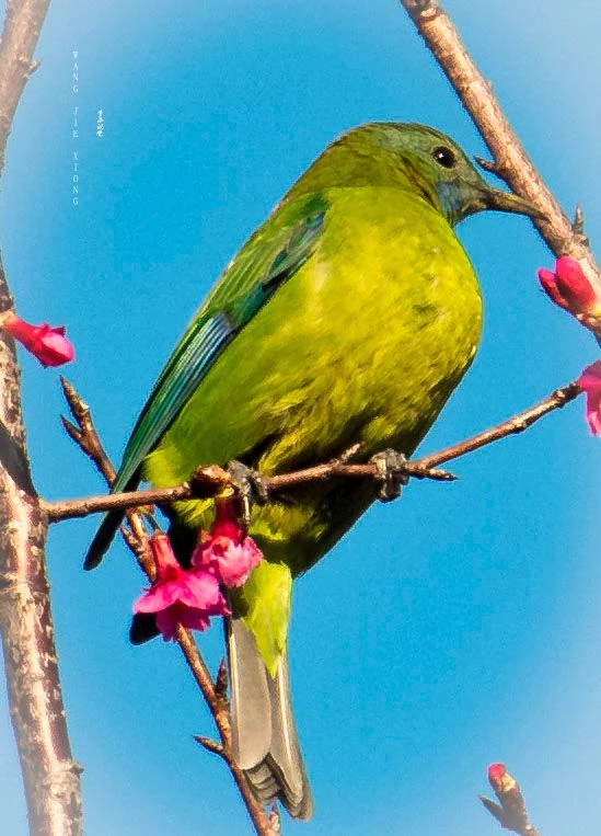 樱寒是什么意思_你给的甜风晓樱寒_寒绯樱