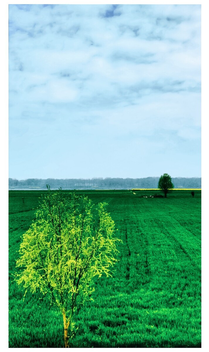 你给的甜风晓樱寒_樱寒是什么意思_寒绯樱