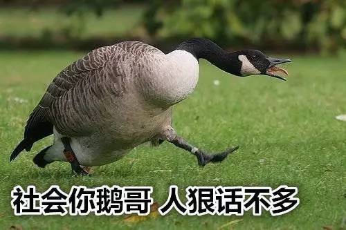 鬼畜王兰斯_鬼畜王兰斯兰斯10_鬼畜兰斯王怪兽王子