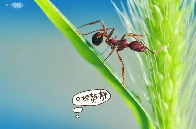 企鹅号播放量怎么算钱_企鹅号播放量能赚钱吗_企鹅号播放量10万给多少钱