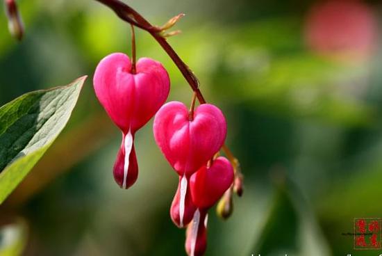 玫瑰石和蜜蜡石哪个贵_白洞石和黄洞石哪个贵_贵石彩子