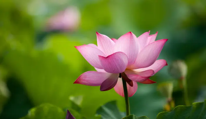 净土极乐源叫万恶之源吗_极乐净土为什么叫万恶之源_佛教极乐净土