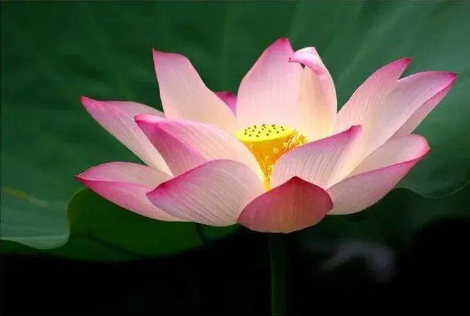 净土极乐源叫万恶之源吗_极乐净土为什么叫万恶之源_佛教极乐净土