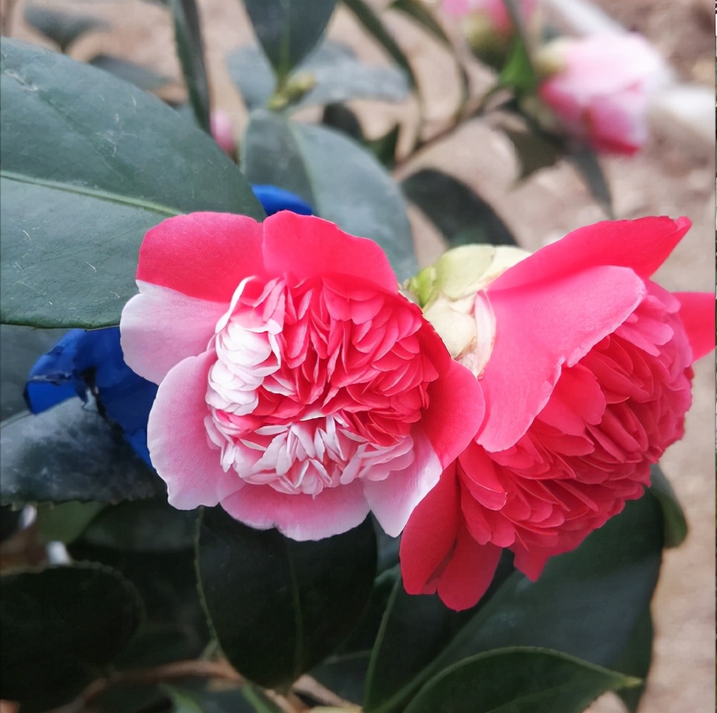 冬天开什么花_冬开花草药图片_冬天花开的唯美说说