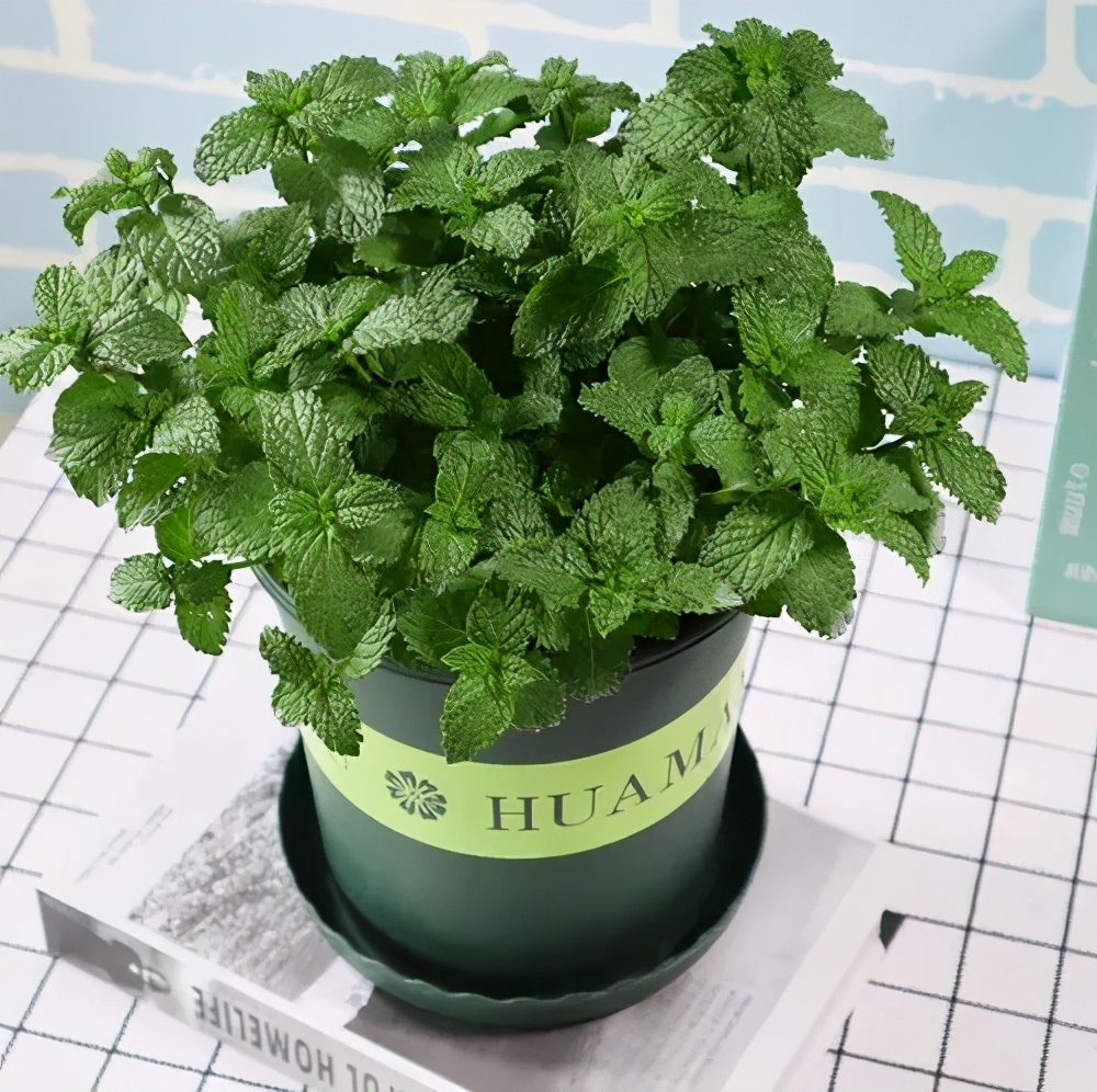 规蜜_规蜜_规蜜