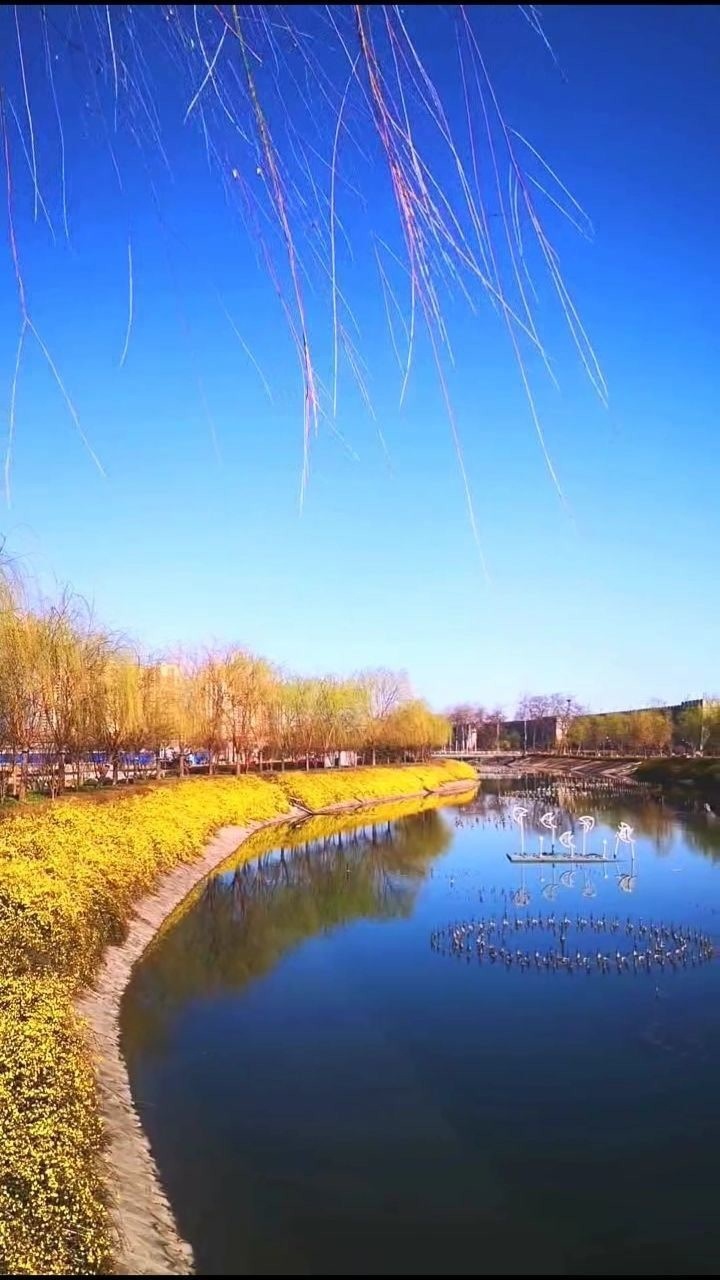 清明插柳枝的寓意_清明节插柳枝的意义_清明节插柳枝