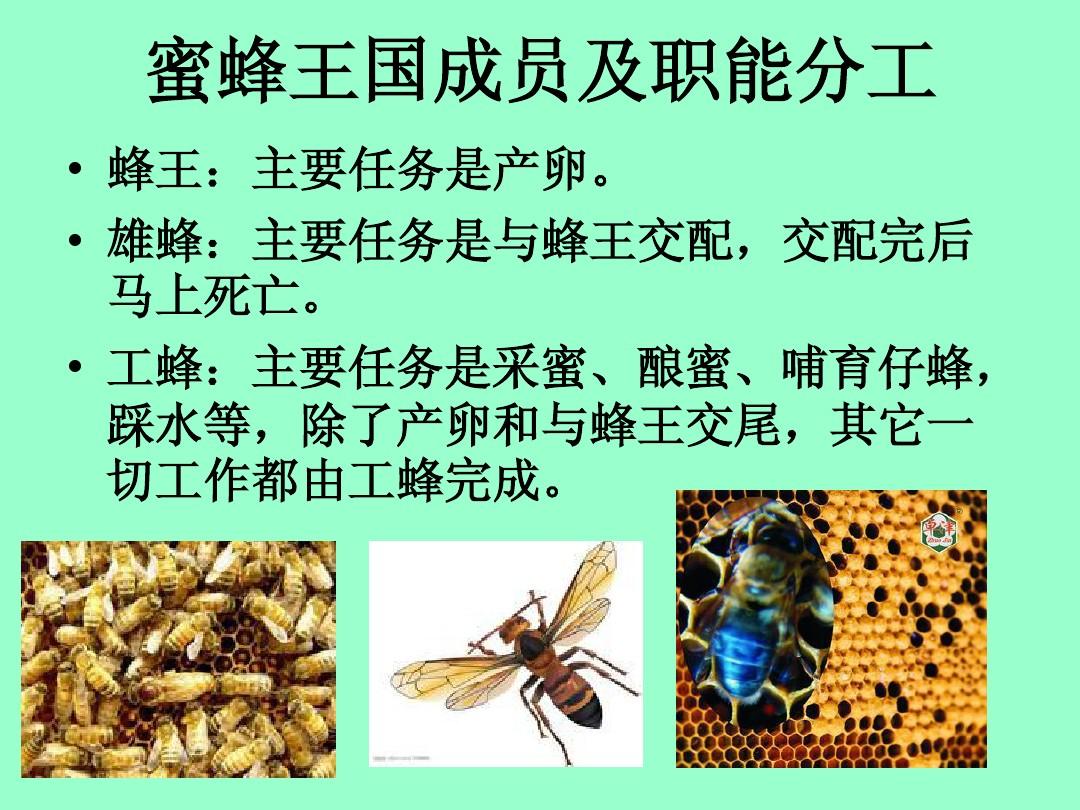 姜饼人王国英文_王国的英文_饼干人王国英文