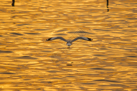 嘟嘟鸟_嘟嘟鸟_鸟叫