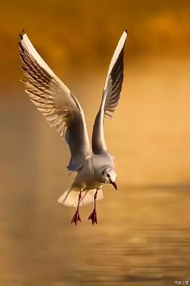 嘟嘟鸟_鸟叫_嘟嘟鸟