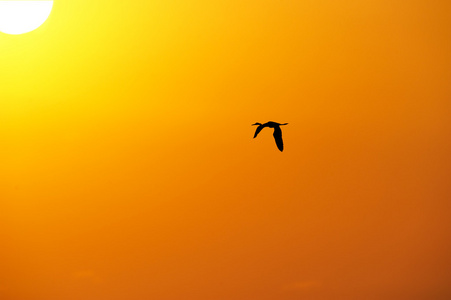 鸟叫_嘟嘟鸟_嘟嘟鸟