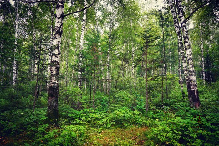 图林根是哪个国家的_图林根_图林根香肠