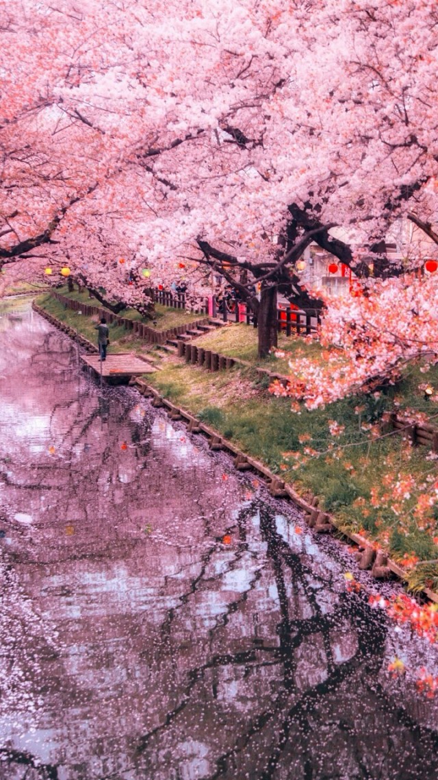 雷电芽衣_雷电芽衣头像_雷电芽衣的英文名