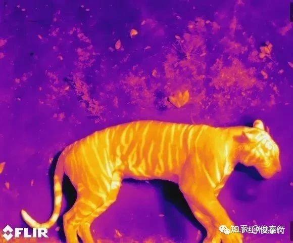 你的影子_影子微博_影子大人到底是谁