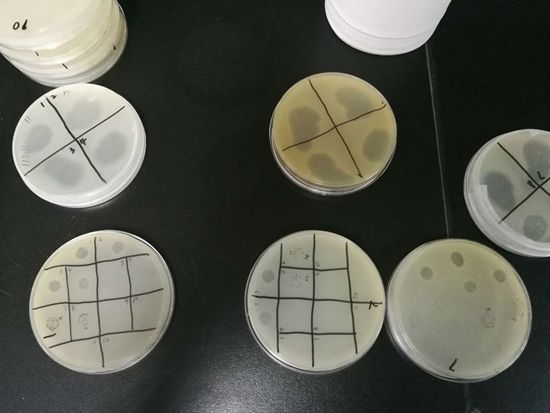 细菌病毒侵略游戏_跟细菌病毒有关的手机游戏_细菌病毒攻略