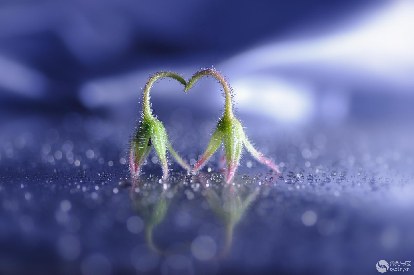 全红婵签名图片_图片签名_输入名字自动生成签名图片