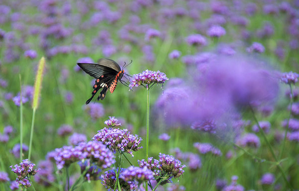 耕地建房app_耕田建房_耕地建房手机游戏