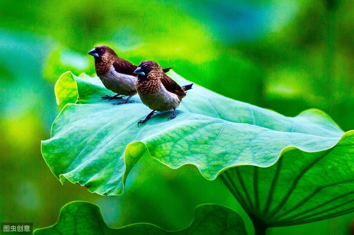 成语游戏手机桌面_桌面词语_桌面四字成语