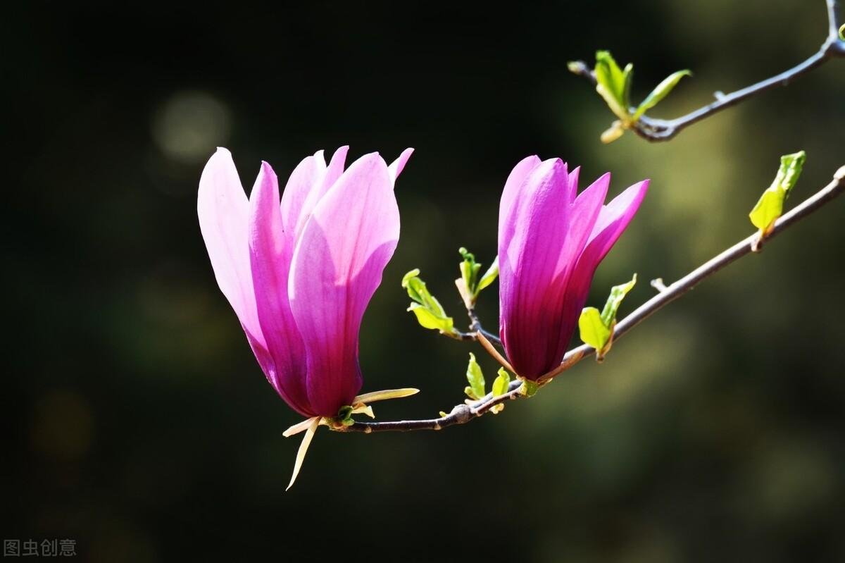 美国圣地亚戈国际农资集团_美国圣地亚哥国际农业集团网站_圣地亚哥国际农业公司