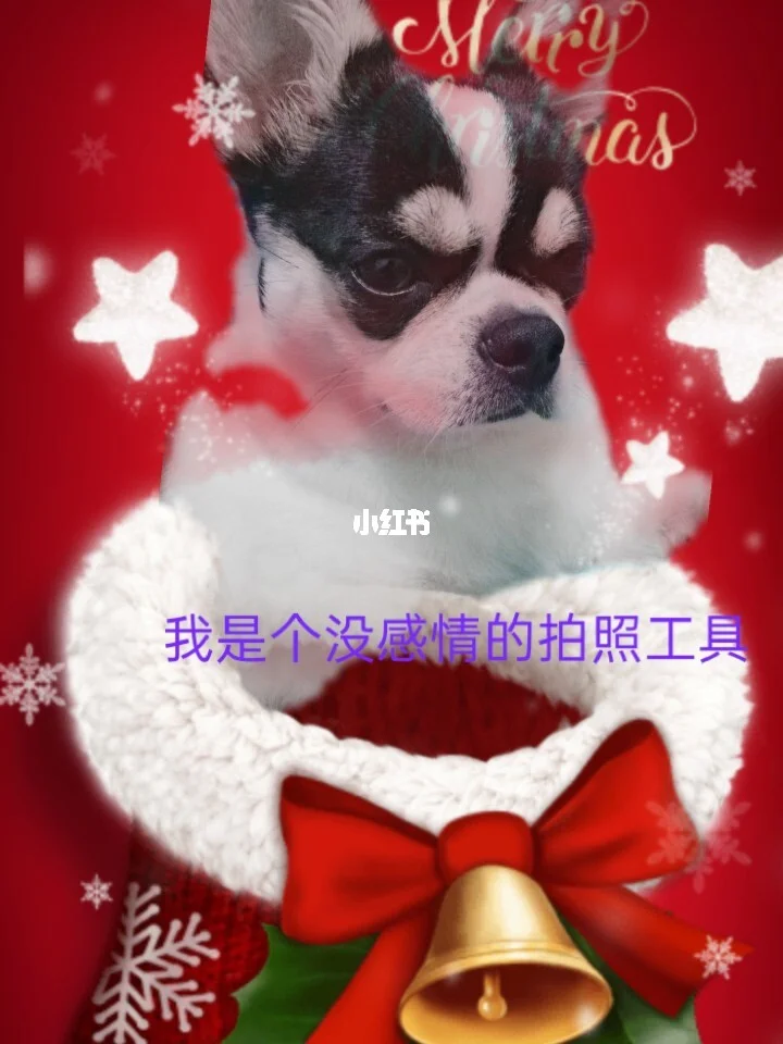 适合狗狗的游戏_狗狗玩的手机游戏_狗狗游戏推荐手机