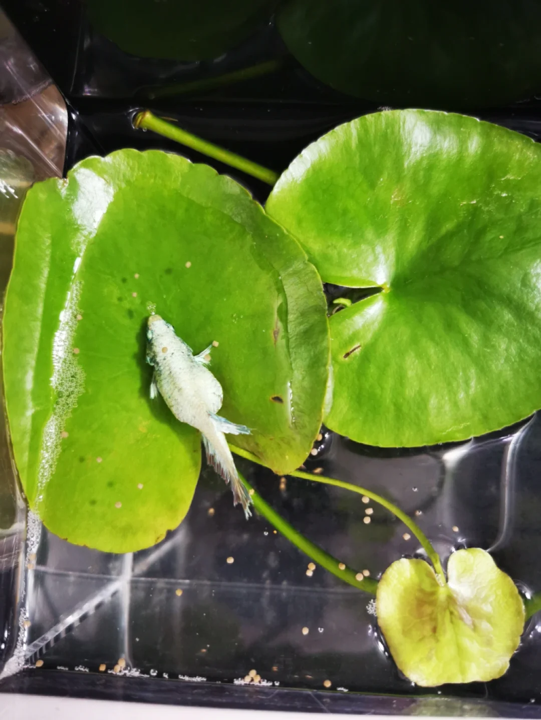 斗鱼云游戏手机_斗鱼云游戏平台要钱吗_斗鱼手机版怎么没有云游戏