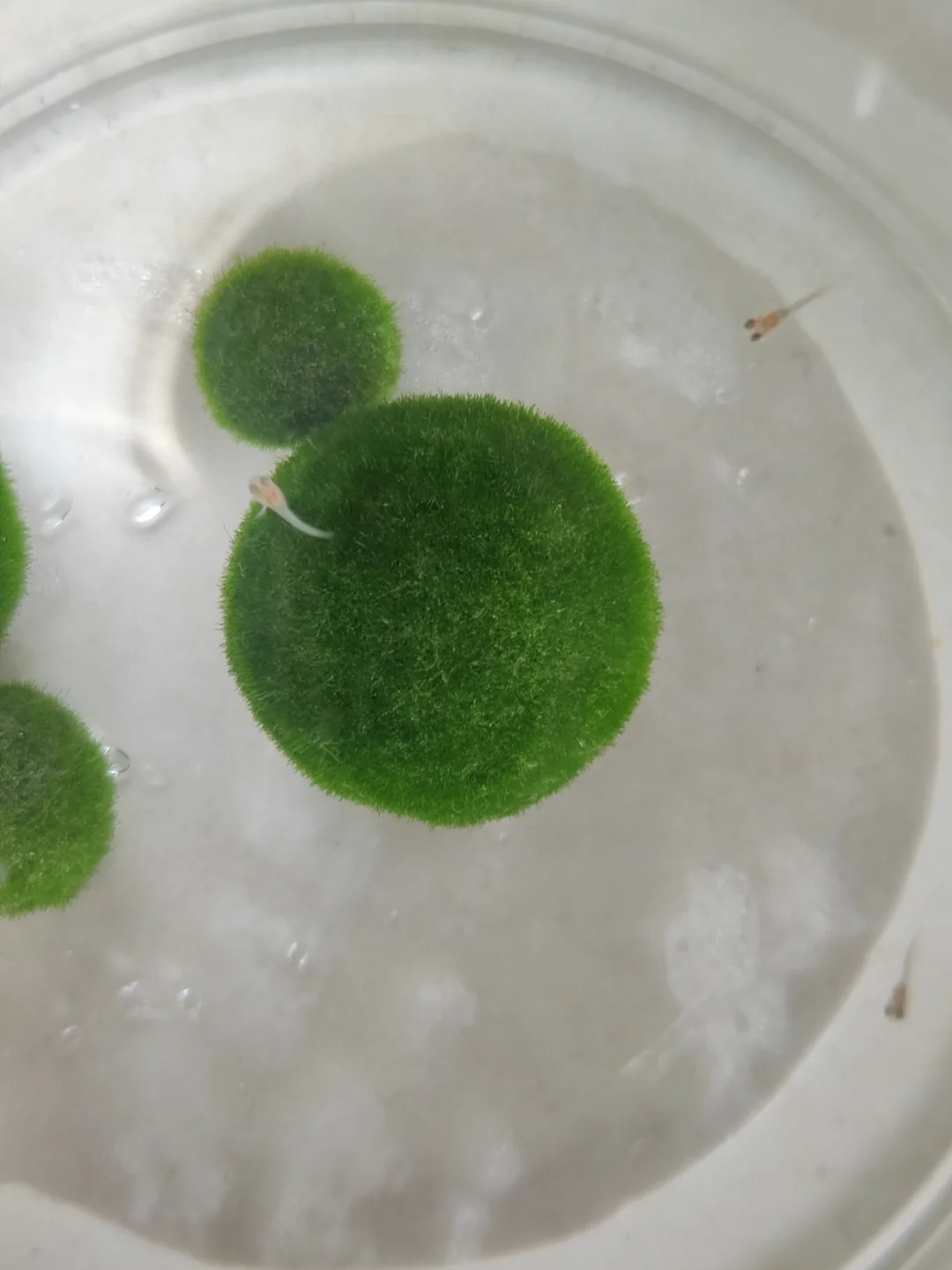 斗鱼云游戏平台要钱吗_斗鱼云游戏手机_斗鱼手机版怎么没有云游戏