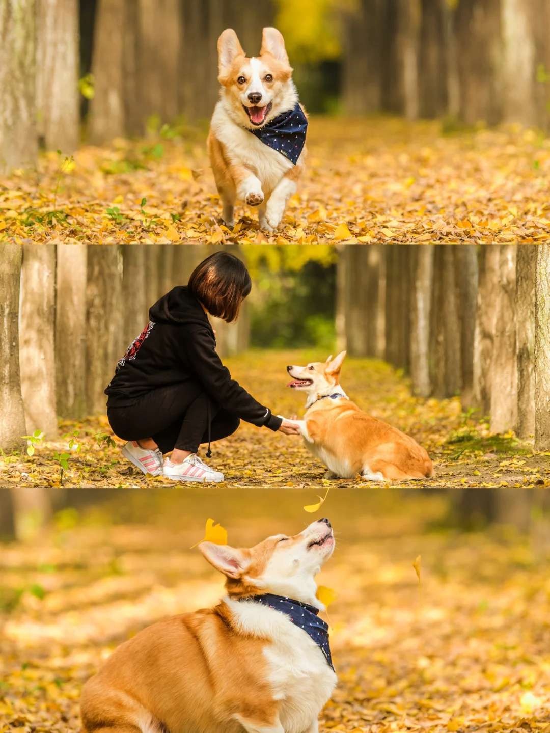 女王柯基犬图片大全_女王的柯基中文版免费观看_女王观看中文免费版柯基影视