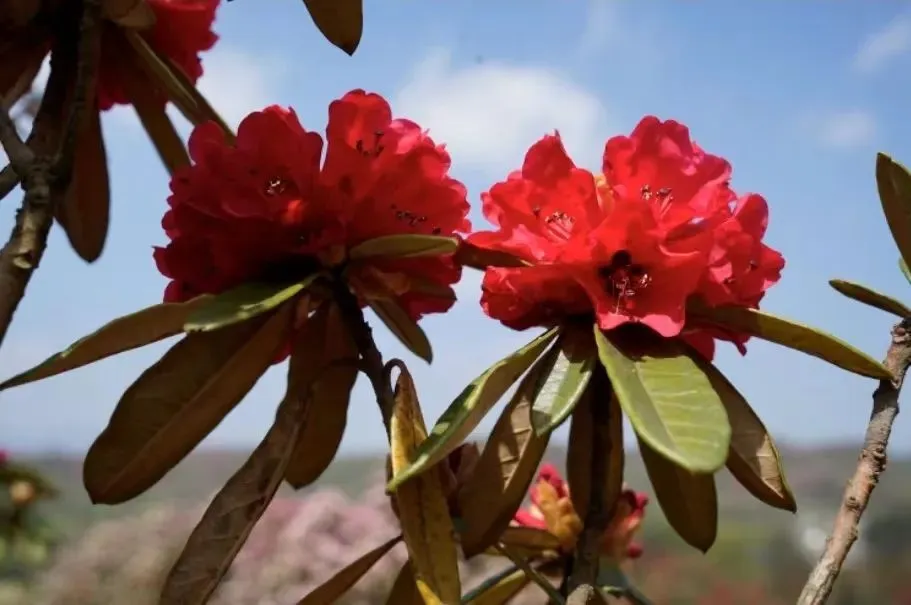 赤脚游戏角色_赤脚app_赤脚的手机游戏